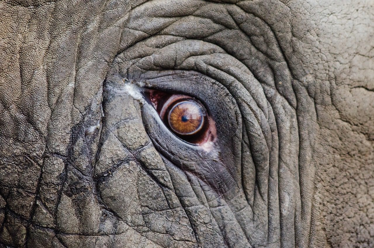 elefantea-1280x848.jpg